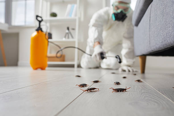 Post-Treatment Bed Bug Interceptor Monitoring in Mickleton